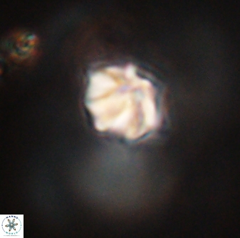 Discoaster artatus 28410