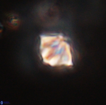 Discoaster artatus 28412