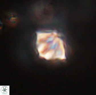 Discoaster artatus 28412