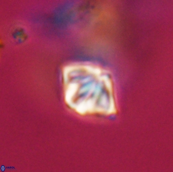 Discoaster artatus 28413