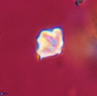 Discoaster artatus 28414