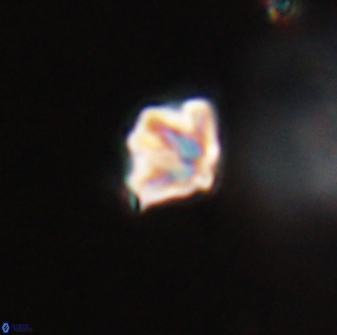 Discoaster artatus 28415