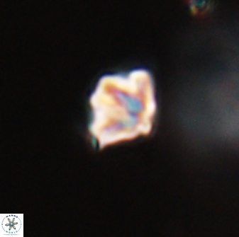 Discoaster artatus 28415