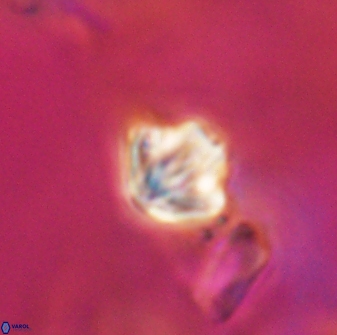 Discoaster artatus 28221