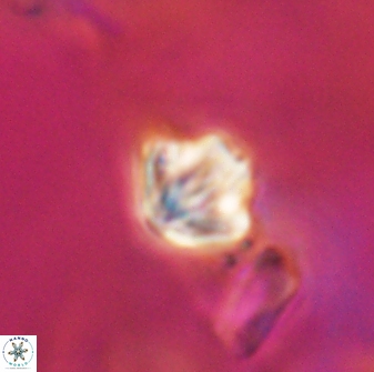 Discoaster artatus 28221