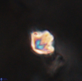 Discoaster artatus 28223