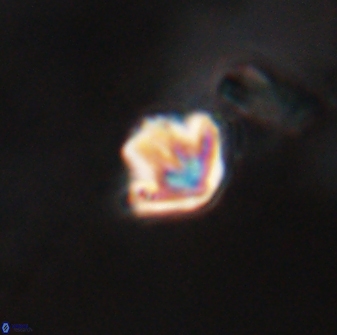 Discoaster artatus 28224