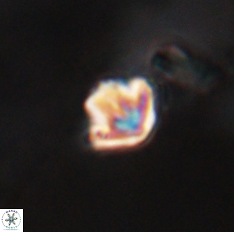 Discoaster artatus 28224