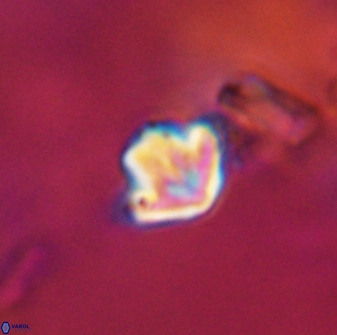 Discoaster artatus 28225