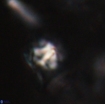 Discoaster artatus 28227