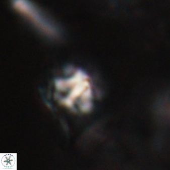 Discoaster artatus 28227