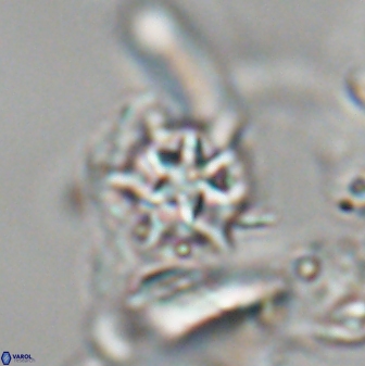 Discoaster artatus 28231