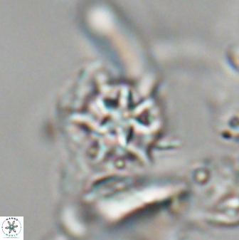 Discoaster artatus 28231
