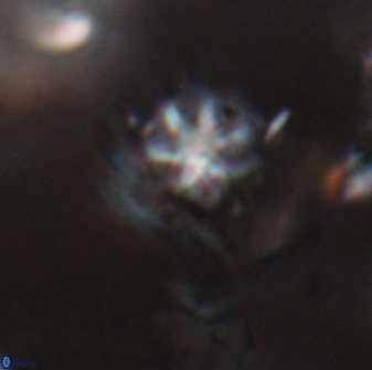 Discoaster artatus 28237