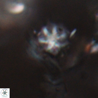 Discoaster artatus 28237