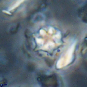 Discoaster artatus 28240