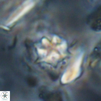 Discoaster artatus 28241