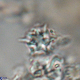 Discoaster artatus 28273