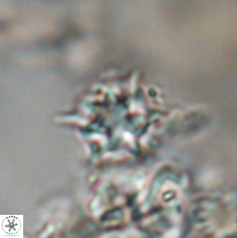 Discoaster artatus 28273