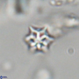 Discoaster artatus 28333