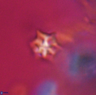 Discoaster artatus 28335