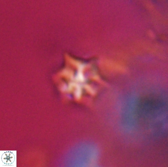 Discoaster artatus 28335