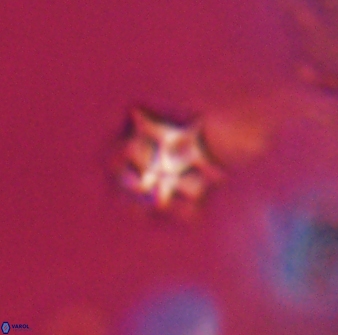 Discoaster artatus 28336