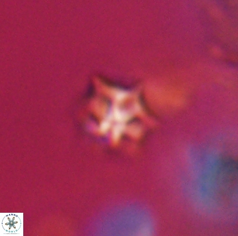 Discoaster artatus 28336