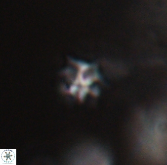 Discoaster artatus 28337