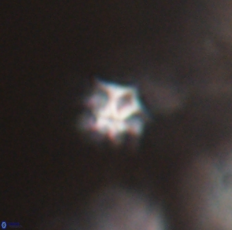 Discoaster artatus 28338