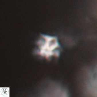 Discoaster artatus 28338