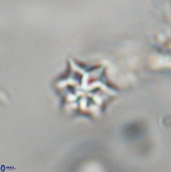 Discoaster artatus 28339