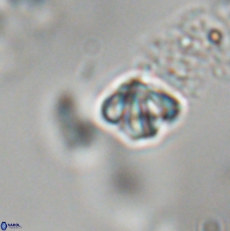 Discoaster artatus 28342