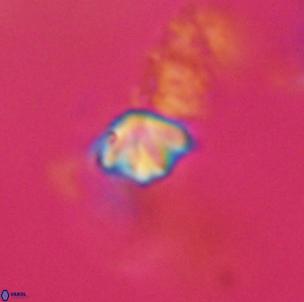 Discoaster artatus 28343