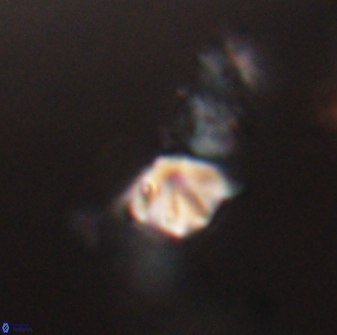 Discoaster artatus 28344