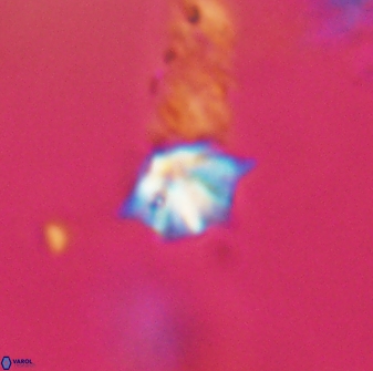 Discoaster artatus 28347