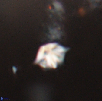 Discoaster artatus 28348