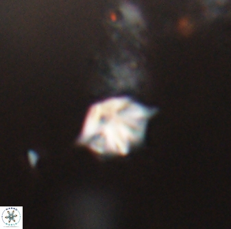 Discoaster artatus 28348