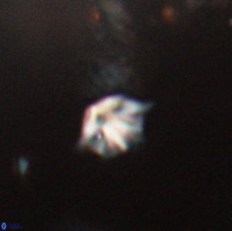 Discoaster artatus 28349