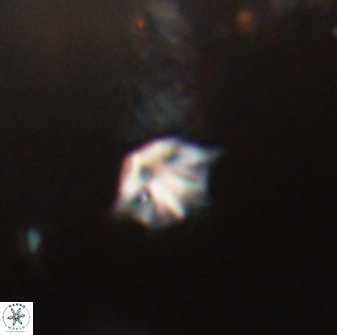 Discoaster artatus 28349