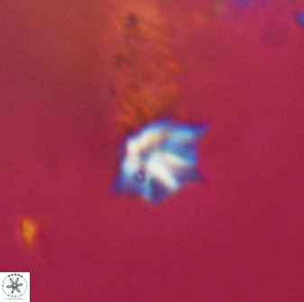Discoaster artatus 28350