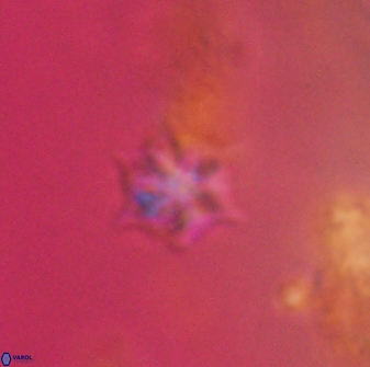 Discoaster artatus 28355