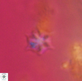 Discoaster artatus 28355