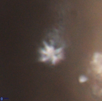 Discoaster artatus 28357