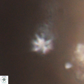Discoaster artatus 28357