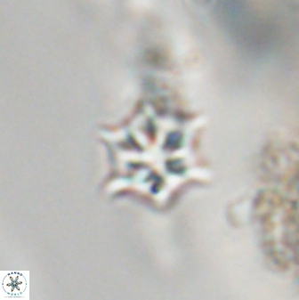 Discoaster artatus 28358