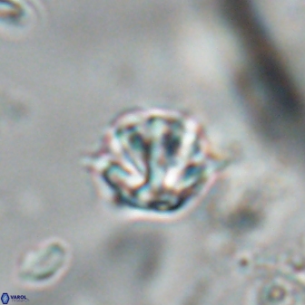 Discoaster artatus 28364