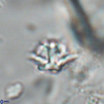 Discoaster artatus 28365