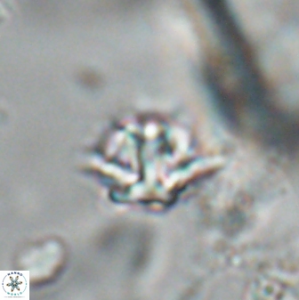 Discoaster artatus 28365