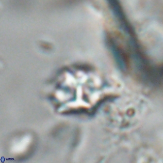 Discoaster artatus 28366